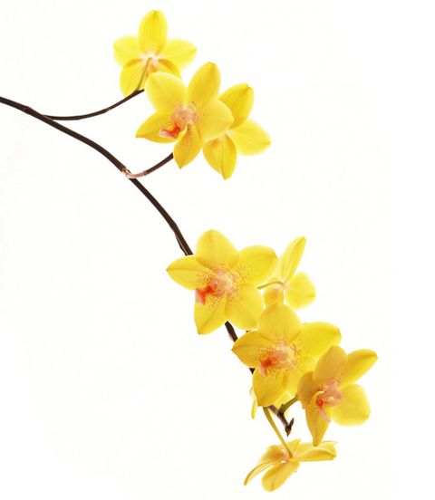 yellow orchid stem
