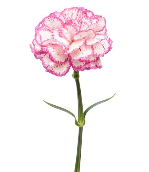 pink and white carnation