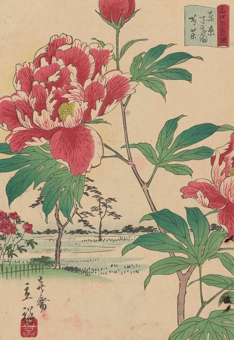 Petal, Flower, Red, Botany, Flowering plant, Shrub, Art, Plant stem, Illustration, Pedicel, 