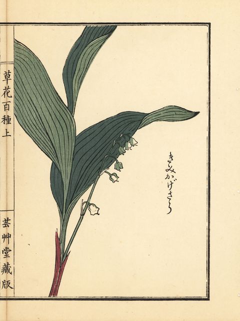 Leaf, Line, Botany, Flowering plant, Terrestrial plant, Parallel, Illustration, Rectangle, Paper, Drawing, 