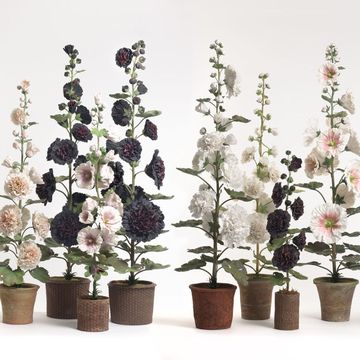 Flowerpot, Flower, Botany, Petal, Flowering plant, Houseplant, Plant stem, Interior design, Annual plant, Flower Arranging, 