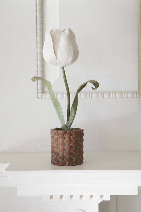 Petal, Flower, giant white arum lily, Botany, Flowering plant, Arum, Artifact, Interior design, Still life photography, Vase, 