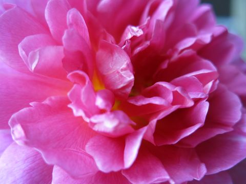Petal, Flower, Pink, Flowering plant, Magenta, Botany, Close-up, Rose order, Annual plant, Photography, 