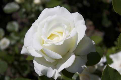Petal, Flower, White, Botany, Flowering plant, Rose family, Rose order, Garden roses, Rose, Spring, 