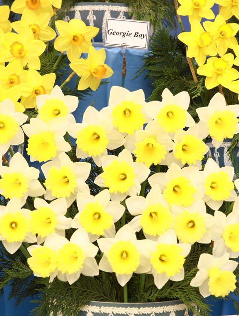 Petal, Yellow, Flower, Flowering plant, Spring, Floral design, Pollen, Pedicel, Floristry, 