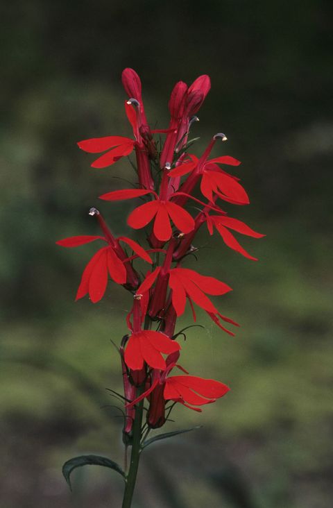 Flower, Red, Petal, Flowering plant, Botany, Carmine, Coquelicot, Terrestrial plant, Wildflower, Plant stem, 