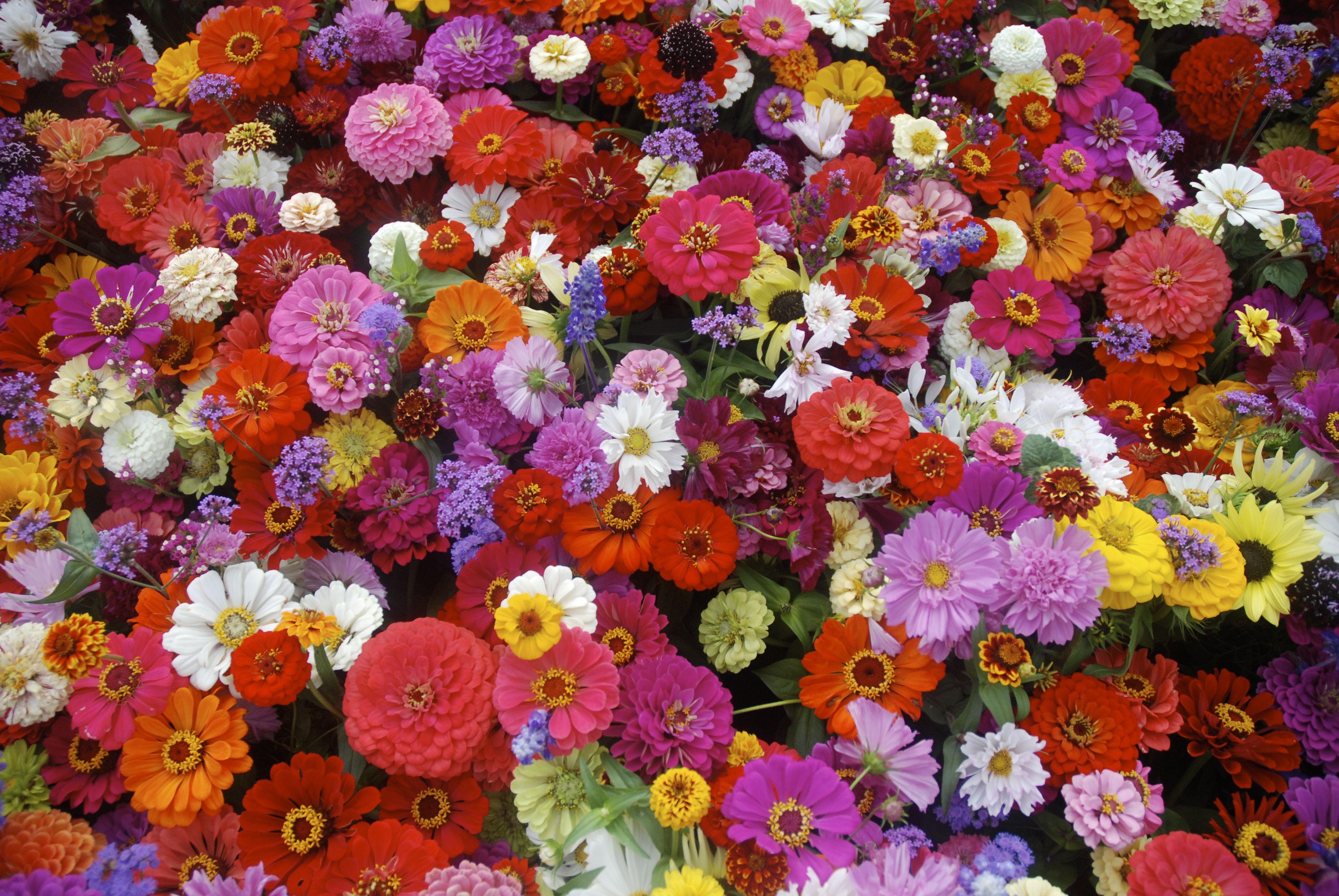 Zodiac Flowers Best Flowers To Plant Based On Your Astrological Sign