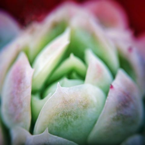 Green, Flower, Pink, Colorfulness, Botany, Close-up, Echeveria, Macro photography, Annual plant, Herbaceous plant, 