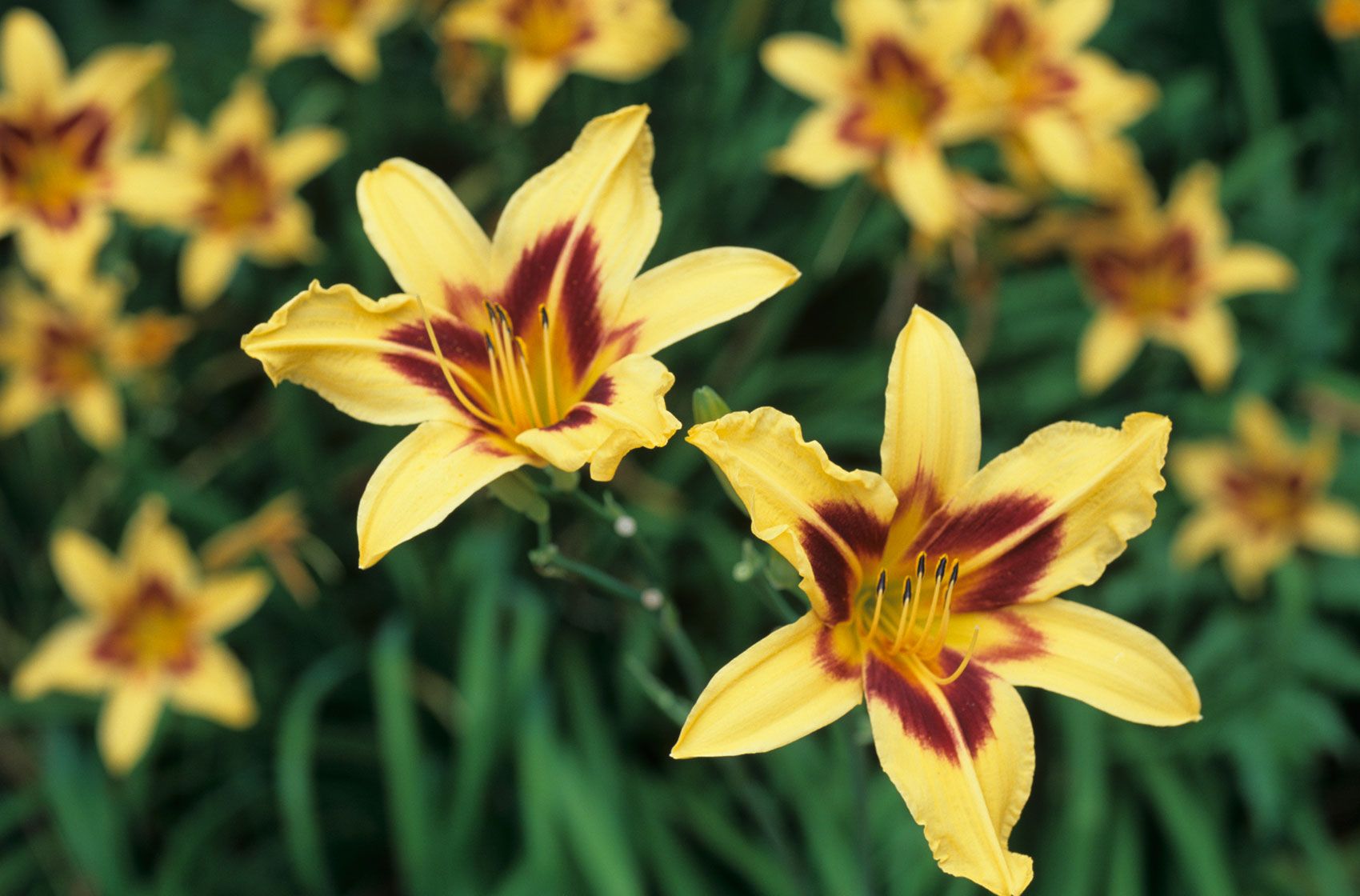 Garden Flowers Garden Flowers