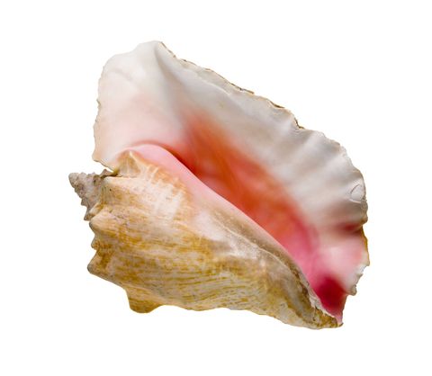 Pink, Natural material, Conch, Shell, Peach, Seafood, Bivalve, Molluscs, Conch, Shankha, 
