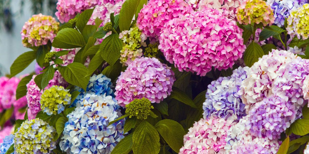 Blue, Plant, Flower, Purple, Petal, Violet, Pink, Magenta, Lavender, Annual plant, 