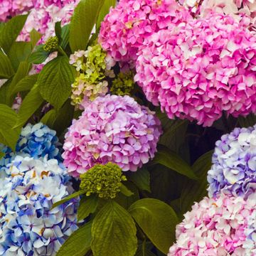 Blue, Plant, Flower, Purple, Petal, Violet, Pink, Magenta, Lavender, Annual plant, 