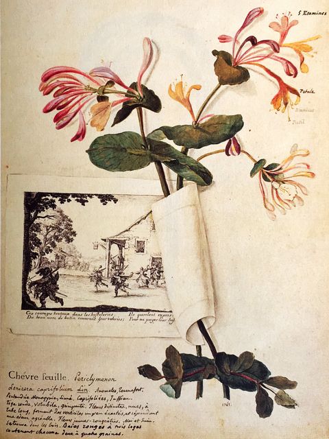Organism, Petal, Botany, Flowering plant, Art, Illustration, Pedicel, Painting, Plant stem, Wildflower, 
