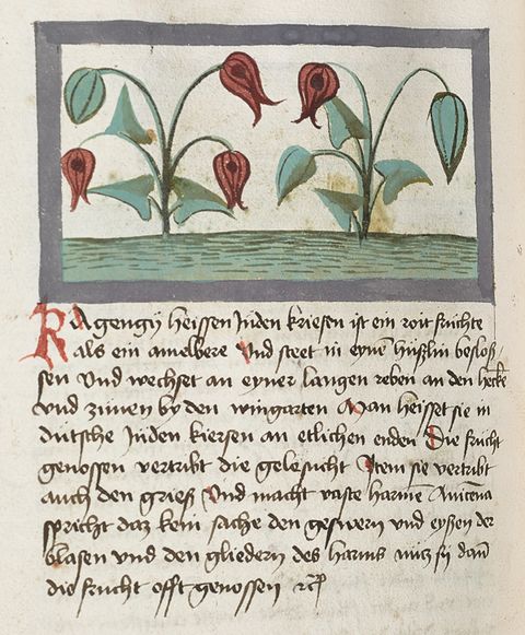 Text, Flower, Petal, Botany, Flowering plant, Illustration, Paper, Pedicel, Handwriting, Drawing, 