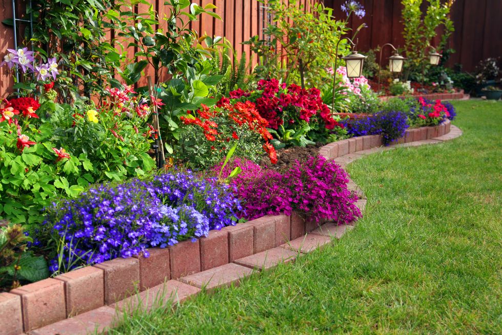 Plant, Shrub, Garden, Flower, Purple, Magenta, Petal, Groundcover, Yard, Landscaping, 