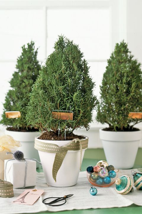Flowerpot, Interior design, Evergreen, Shrub, Houseplant, Pottery, Conifer, Annual plant, Pine family, Ceramic, 