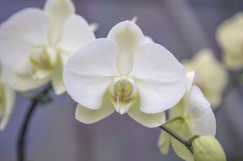 Petal, Flower, White, Botany, Flowering plant, moth orchid, Terrestrial plant, Violet, Pedicel, Spring, 