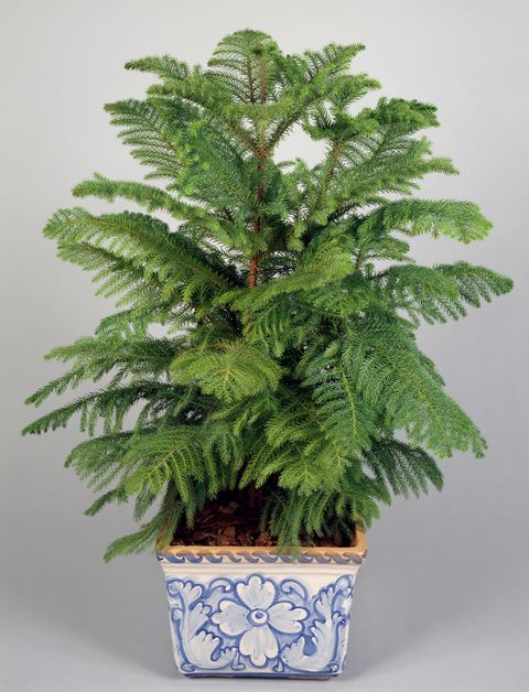 Flowerpot, Botany, Terrestrial plant, Interior design, Houseplant, Annual plant, Plant stem, Pottery, Hemp family, 