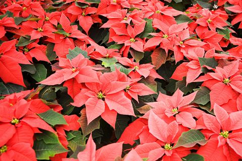 Red, Leaf, Petal, Orange, Carmine, Colorfulness, Groundcover, Deciduous, Coquelicot, Annual plant, 