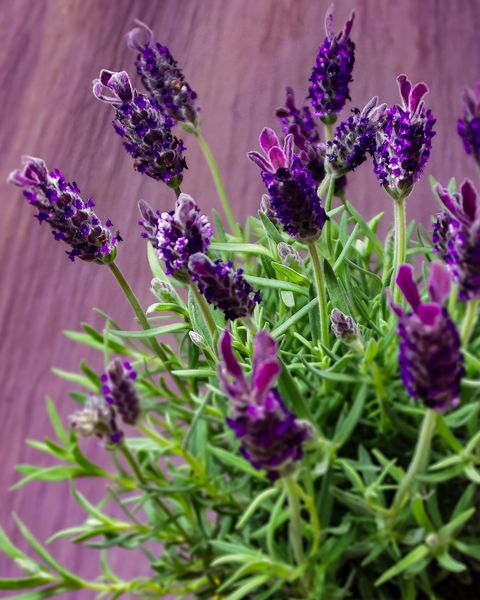 Plant, Purple, Lavender, Flower, Violet, Lavender, Flowering plant, English lavender, French lavender, Broomrape, 