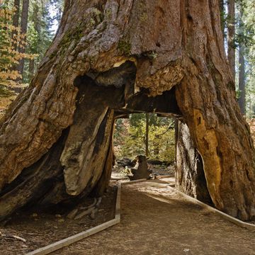 Drive-through Sequoia tree in California
