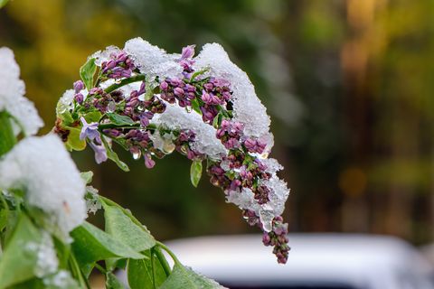 lilacs in winter