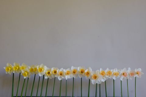 Yellow, Petal, Flower, Flowering plant, Botany, Spring, Home fencing, Plant stem, Pedicel, Herbaceous plant, 