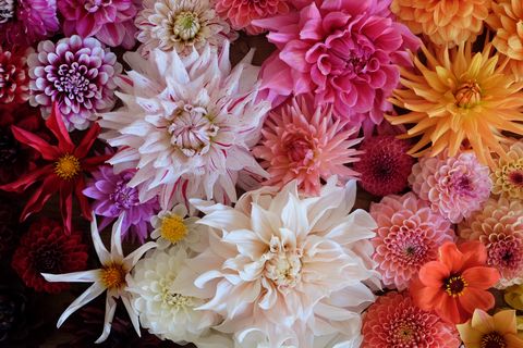 Flower, Cut flowers, Petal, Pink, Floral design, Plant, Chrysanths, Flowering plant, Floristry, Bouquet, 