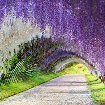 Infrastructure, Purple, Violet, Lavender, Arch, Trail, Grass family, Groundcover, Paint, Walkway, 