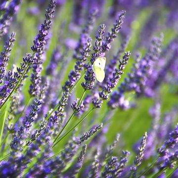 Flower, Flowering plant, Lavender, English lavender, Lavender, Purple, Plant, Lavandula dentata, Violet, Common sage, 