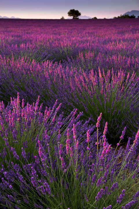 Plant, Purple, Plant community, Magenta, Lavender, Violet, Field, Grassland, Wildflower, Grass family, 