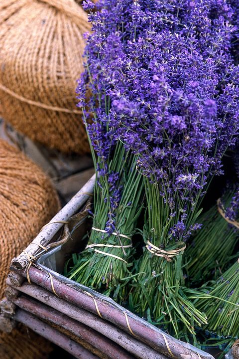 Lavender, Flower, Purple, English lavender, Lavender, Plant, Violet, Flowering plant, French lavender, Herb, 