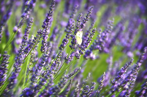 Plant, Purple, Lavender, Lavender, Violet, Wildflower, Herbaceous plant, English lavender, French lavender, Egyptian lavender, 