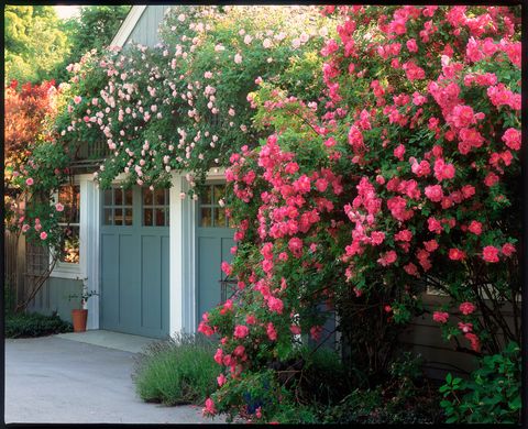 Plant, Shrub, Flower, Red, Pink, Petal, Garden, House, Door, Annual plant, 