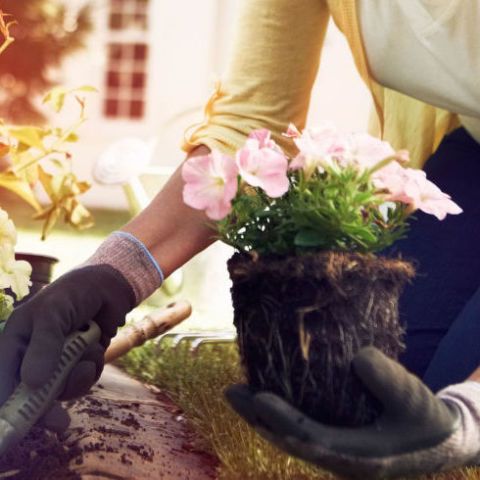gardening-new-health-benefit