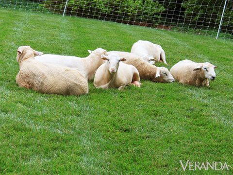 <p>Rollins's dinner took "farm to table" to a whole new level with a pen of sheep in the front yard. It was an immediate conversation starter—one that guests would never forget.</p>
<p>"As soon as people got out of the car, I wanted them to know they were going to have a good time," she said. Guests immediately know what to expect, and it gives them a great ice breaker for getting to know people at the party.</p>