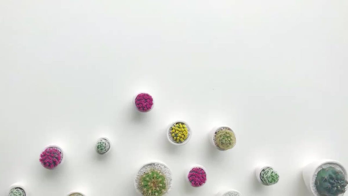 micro cactus en mini macetas