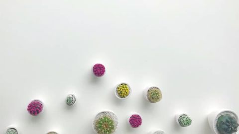preview for No One Can Resist These Micro Cacti