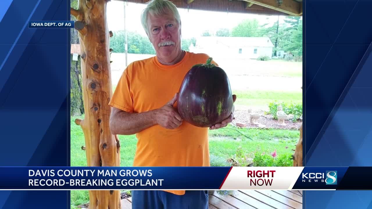 ★87MM★ Mmlg DAY RECORD HFT EGGPLANT Heaviest eggplant 🍆 3.778 kg (8 lb 5.3 oz) grown by Dave