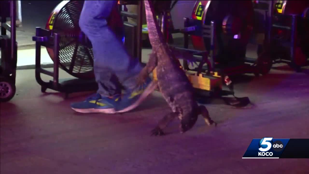 Dozens of reptiles rescued after building catches fire in northwest Oklahoma City
