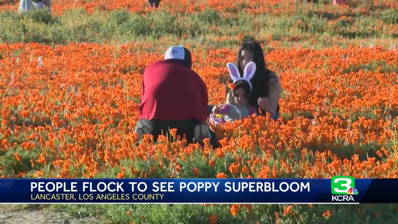 What is a superbloom—and how can you see one responsibly?