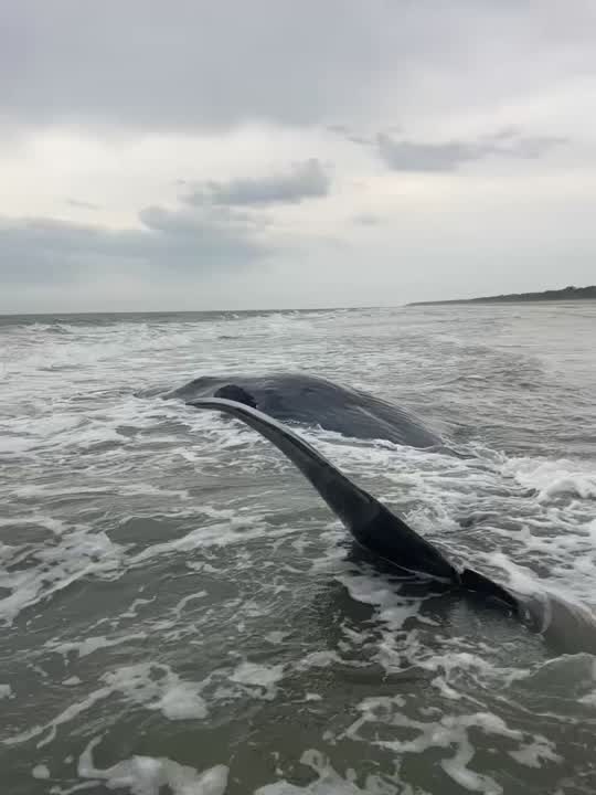 Whale washes ashore on Hilton Head Island