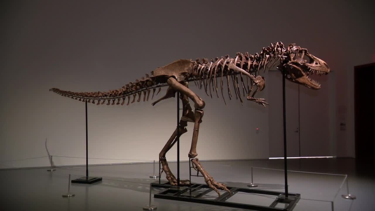 Dinosaur skeleton being privately sold for millions of dollars