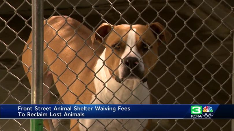Front Street Animal Shelter waiving fees for entire year starting Fourth of  July weekend