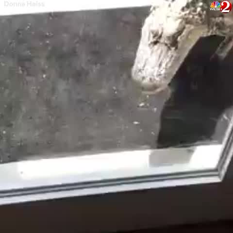 Truly Terrifying Alligator Caught On Camera Knocking On Palm