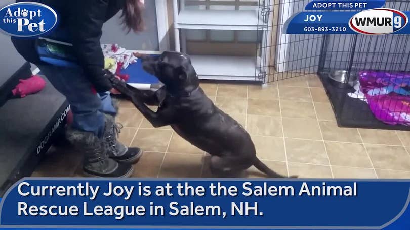 Watch Adopt This Pet Joy