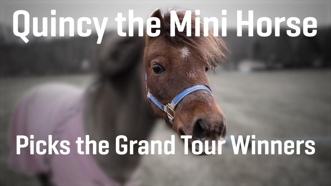 preview for Mini-Horse Grand Tour Picks