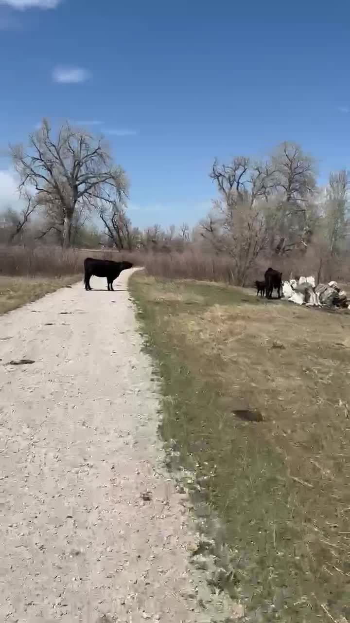 preview for Local Runner Passes Through Cow Herd on Trail