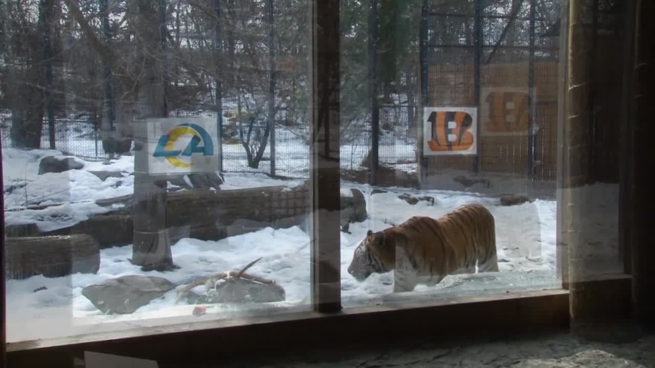 Tiger at Des Moines zoo picks Los Angeles Rams to win Super Bowl LVI