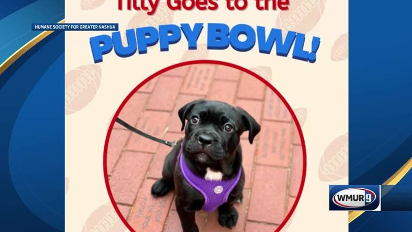 New Hampshire dog to take part in 'Puppy Bowl'